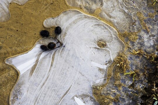 Ice structures in a puddle, air pockets in the ice, dwarf-like shape, Hesse, Germany
