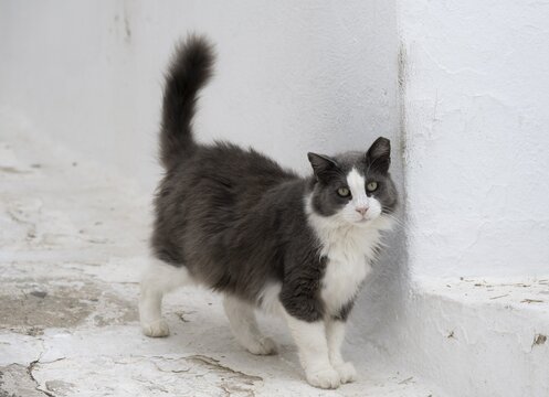 Cat in the alleys of Mykonos, Old Town, Mykonos, Cyclades, Greece