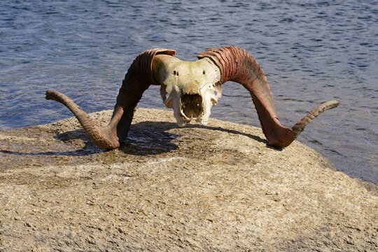 Marco Polo Agali skull, Dream Lake, Kakshaal Too mountains, Tien Shan at the Chinese border, Naryn Region, Kyrgyzstan