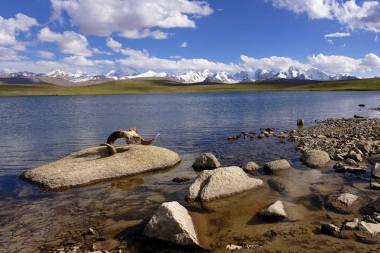 Marco Polo Agali skull, Dream Lake, Kakshaal Too mountains, Tien Shan at the Chinese border, Naryn Region, Kyrgyzstan