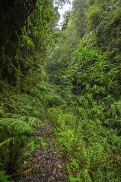 Narrow footpath, in densely overgrown forest with ferns, Levada do Caldeir&atilde;o Verde, Parque Florestal das Queimadas, Madeira, Portugal