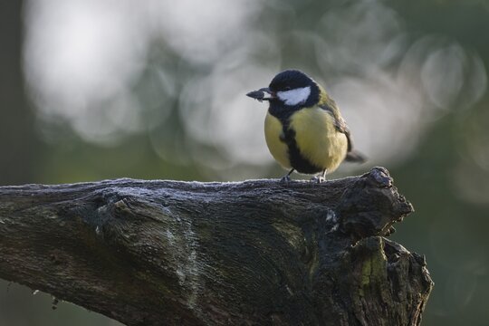 Great Tit (Parus major), Emsland, Lower Saxony, Germany