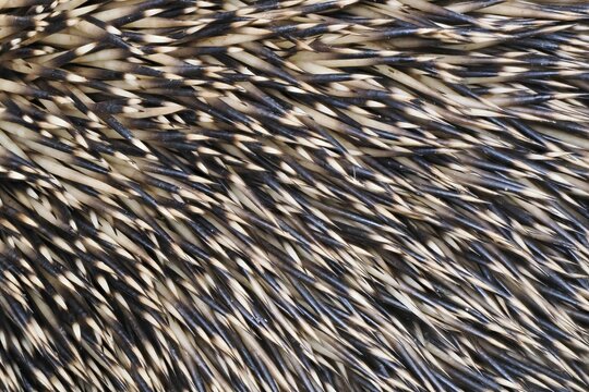 European hedgehog (Erinaceus europaeus), spines, brown-breasted hedgehog, Western European hedgehog, Hesse, Germany