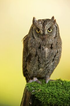 European scops owl (Otus scops), adult, on branch alert, in autumn, alert, Bohemian Forest, Czech Republic, Europe Eurasian Scops Owl, captive, Bohemian Forest, Czech Republic, Europe Eurasian Scops Owl, adult on branch alert in autumn, adults, autumn, tbranch, branches, alert, alertness, Europe, vertical, owl, owls, raptor, raptors, bird of prey, birds of prey, pred