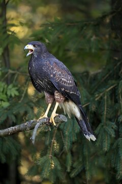 Harris's hawk (Parabuteo unicinctus), adult, not coloured, calling, autumn, on tree, alert, Bohemian Forest, Czech Republic
