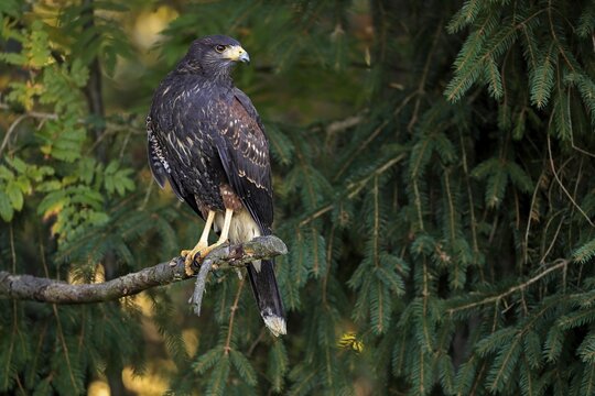 Harris's hawk (Parabuteo unicinctus), adult, not coloured, autumn, on tree, alert, Bohemian Forest, Czech Republic