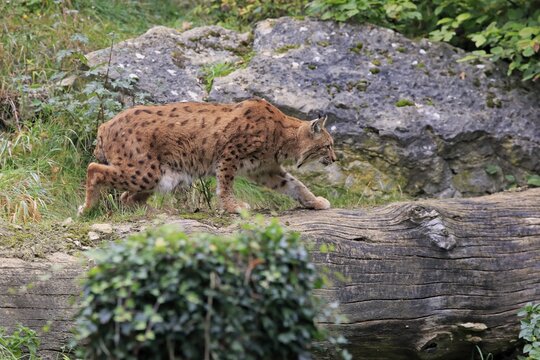 Carpathian lynx (Lynx lynx carpathicus), adult, running, stalking, Bavarian Forest National Park, Germany