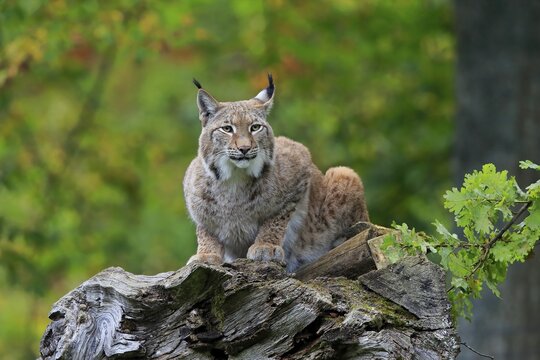 Eurasian lynx (Lynx lynx), adult, sitting on dead tree trunk, alert, Germany