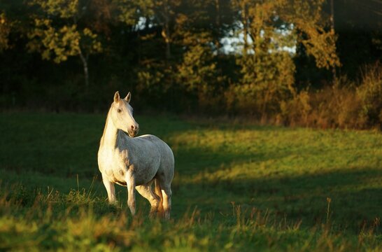 Horse, White horse, Hesse, Germany