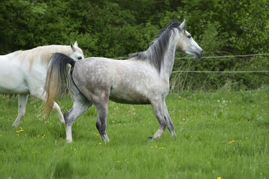 Horses, grey horse running, Hesse, Germany