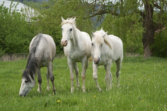 Horses, White horse, Hesse, Germany