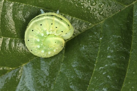 Sawflies (Tenthredinidae), Hesse, Germany