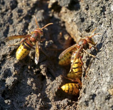 European hornets (Vespa crabro) drink tree sap, Hesse, Germany