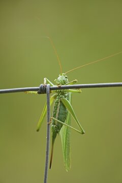 Great green bush cricket (Tettigonia viridissima) female, Hesse, Germany