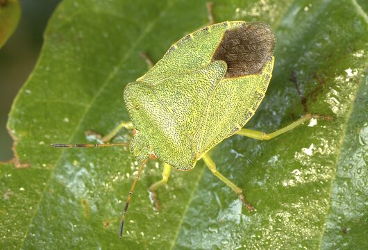 Green shield bug (Palomena prasina), Hesse, Germany