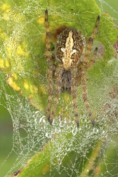 Oak leaf spider, oak spider (Aculepeira ceropegia), Hesse, Germany