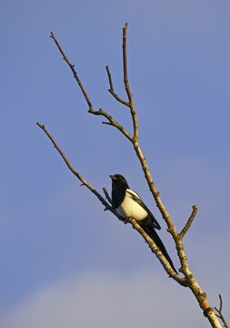 European magpie (Pica pica), Hesse, Germany