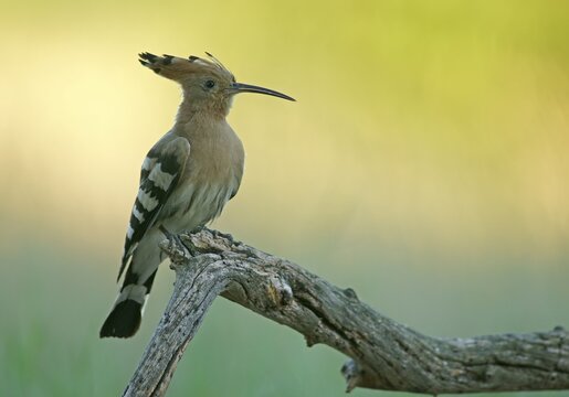 Hoopoe (Upupa epops) Bird of the Year 2022, Middle Elbe Biosphere Reserve, Saxony-Anhalt, Germany