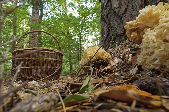 Wood cauliflower fungus (Wood Cauliflower crispa) and basket for mushroom picking, Hesse, Germany