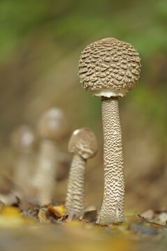 Parasol or common giant parasol mushroom (Macrolepiota procera), Hesse, Germany