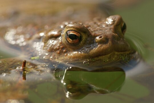 Common toad (Bufo bufo), Hesse, Germany
