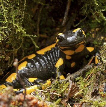 Fire salamander (Salamandra salamandra), Hesse, Germany