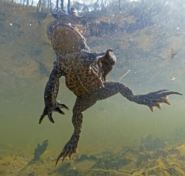 Common toad (Bufo bufo), under water, Hesse, Germany