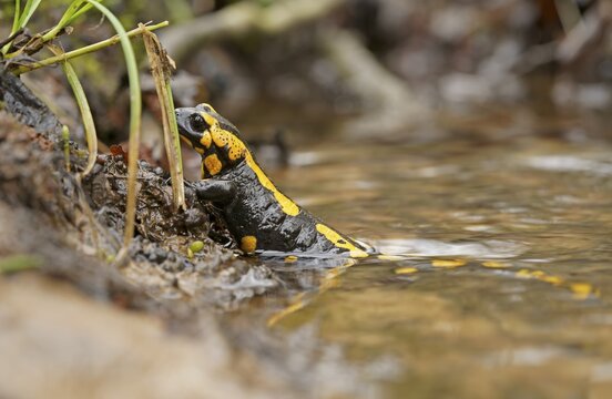 Female fire salamander (Salamandra salamandra) releasing larvae, Hesse, Germany