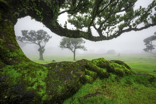 Stinkwood (Ocotea foetens) overgrown with moss and plants in the mist, Old laurel forest, Stink laurel, Laurisilva, UNESCO World Heritage Site, Fanal, Madeira, Portugal