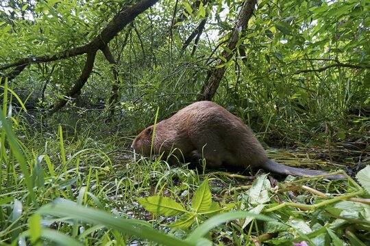European beaver (Castor fiber), on the bank, Hesse, Germany