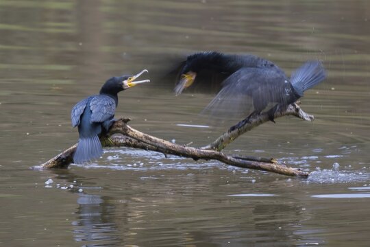 Two squabbling great cormorant (Phalacrocorax carbo) on deadwood, Hesse, Germany