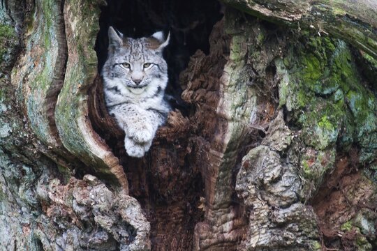 Eurasian lynx (Lynx lynx) looking out of tree hollow, captive, animal portrait, Hesse, Germany