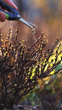 Close up of female hand pruning barberry branch in spring garden. Vercical