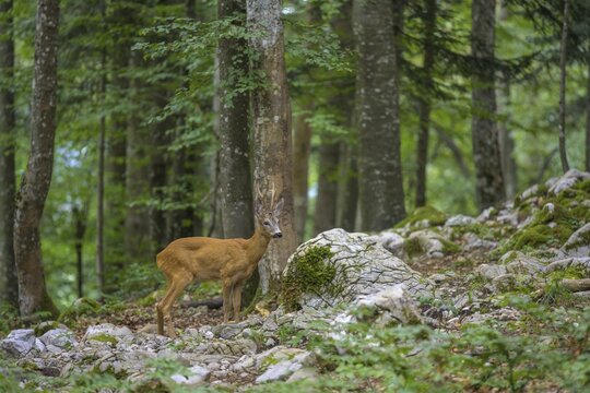 European roe deer (Capreolus capreolus), Markovec, Lo&scaron;ka Dolina, Slovenia