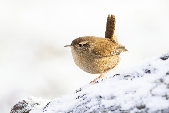 Eurasian wren (Troglodytes troglodytes) on snow-covered tree trunk, Hesse, Germany