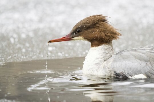Common merganser (Mergus merganser) swimming on ice-free water surface, animal portrait, Hesse, Germany