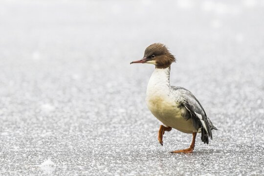 Common merganser (Mergus merganser) walking on a rime-covered ice surface, Hesse, Germany
