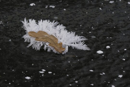 Oak leaf covered with ice crystals on frozen water surface, Hesse, Germany
