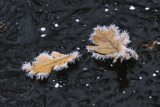 Oak leaves covered with ice crystals on frozen water surface, Hesse, Germany