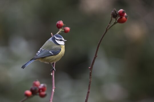 Blue Tit (Parus caerulea), Emsland, Lower Saxony, Germany