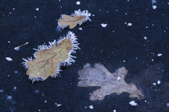Oak leaves covered with ice crystals on frozen water surface, Hesse, Germany
