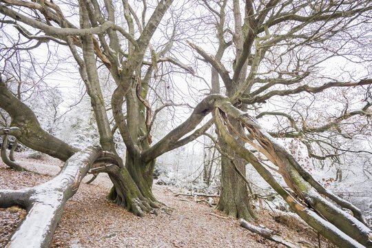 Grown-up common beech (Fagus sylvatica), snake beech in the primeval forest Sababurg, Hesse, Germany