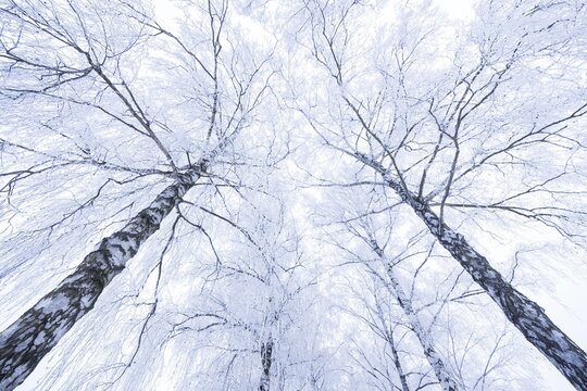 Birch trees (Betula) covered with hoarfrost, Hesse, Germany