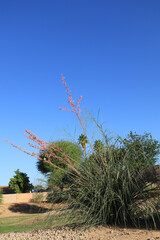 Arizona Desert Native Red Yucca
