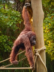 that is a fantastic shot of an orangutan! © dewaseayu photo