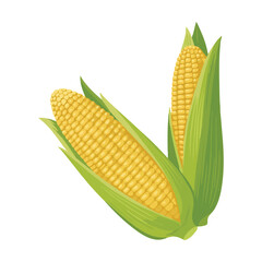 corn on a white background