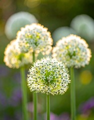 Allium flowers displaying spherical blooms in warm sunlight