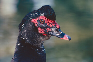 specimen of muscovy duck, closeup portrait