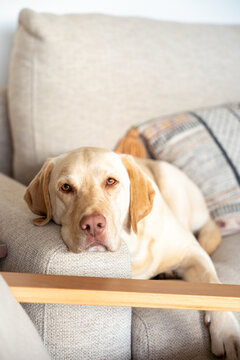 A dog is laying on a couch with a pillow behind it. The dog appears to be relaxed and comfortable