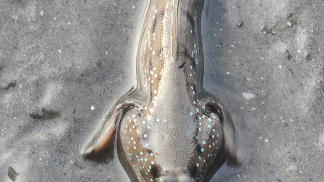 A mudskipper fish resting on a wet muddy surface